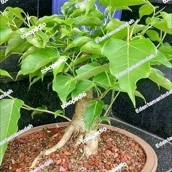 Bibit Pohon Bodhi // Bibit Bonsai Bodhi / Bonsai Vicus Religiosa Asli