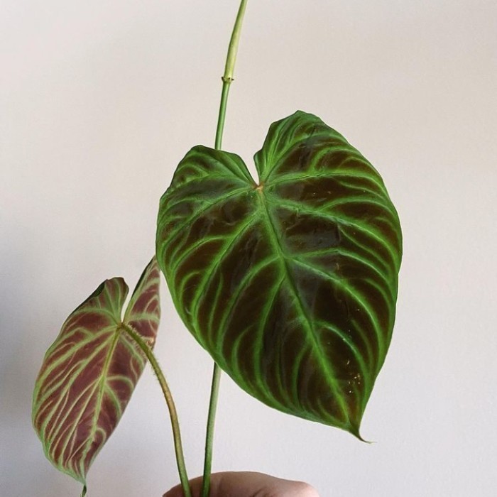 TANAMAN HIAS PHILODENDRON VERRUCOSUM - PHILODENDRON VERRUCOSUM - PROMO