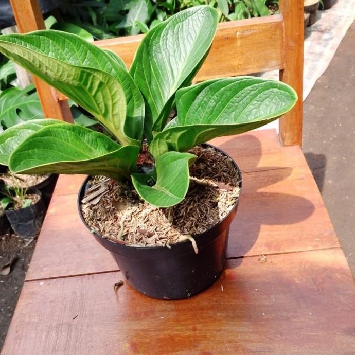 [Ready Stock] Anthorium Jemani Mangkok Remaja