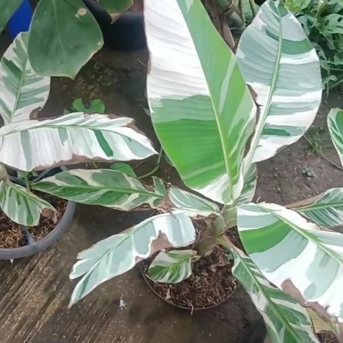 [Ready] Pohon Pisang Musae Varigata