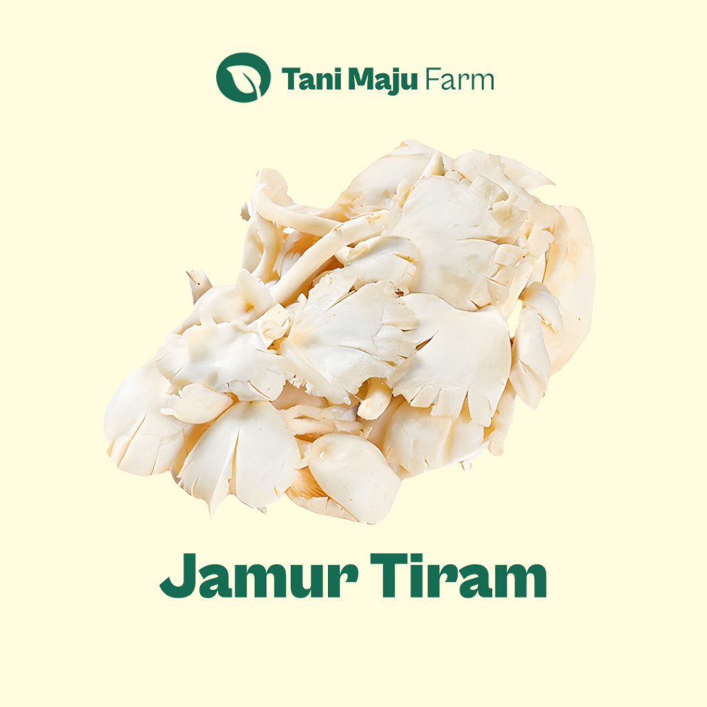 

Jamur Tiram Putih Mushroom Fresh Organik (250 gram) - Sayuran
