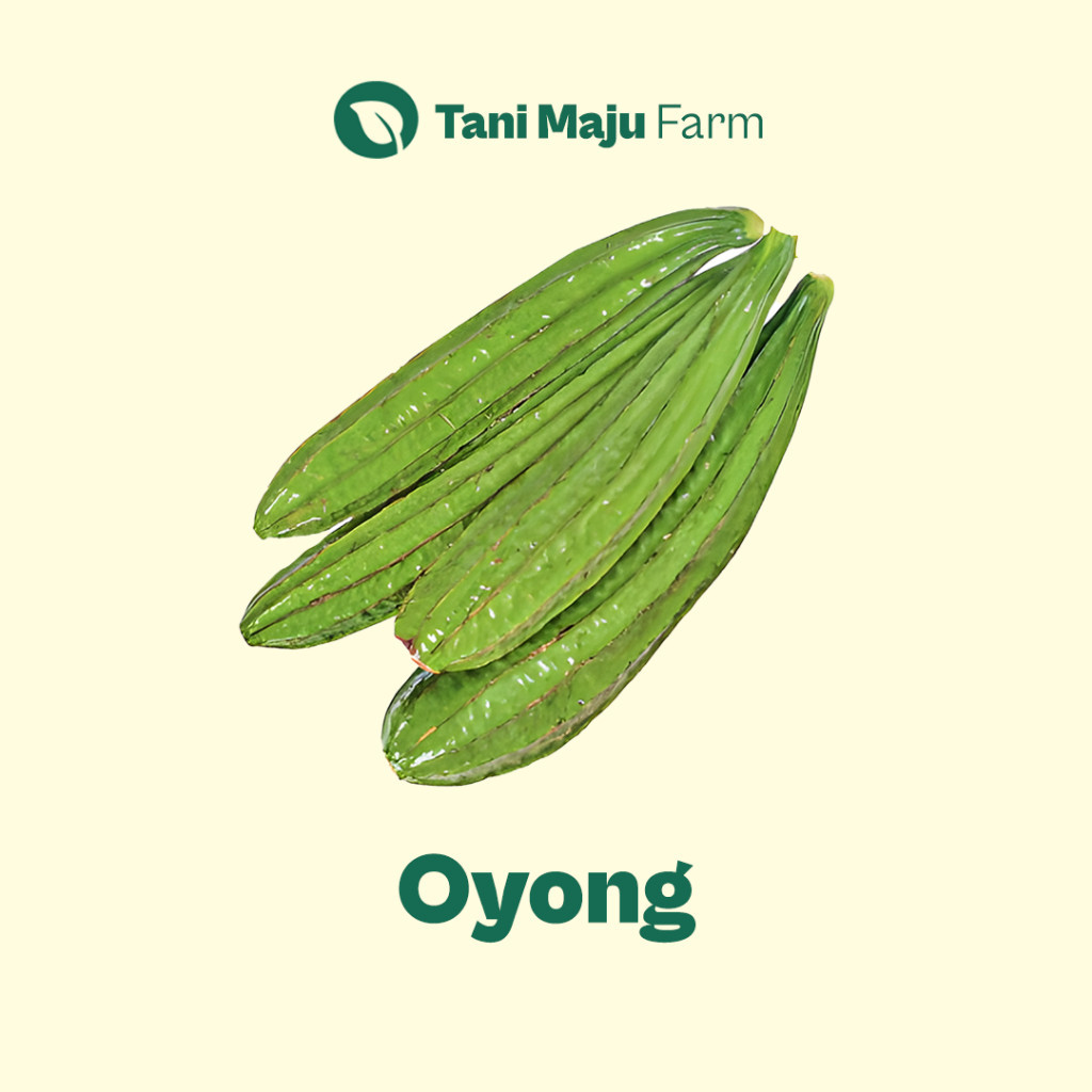 

Oyong Gambas Fresh Organik (500 gram) - Sayuran