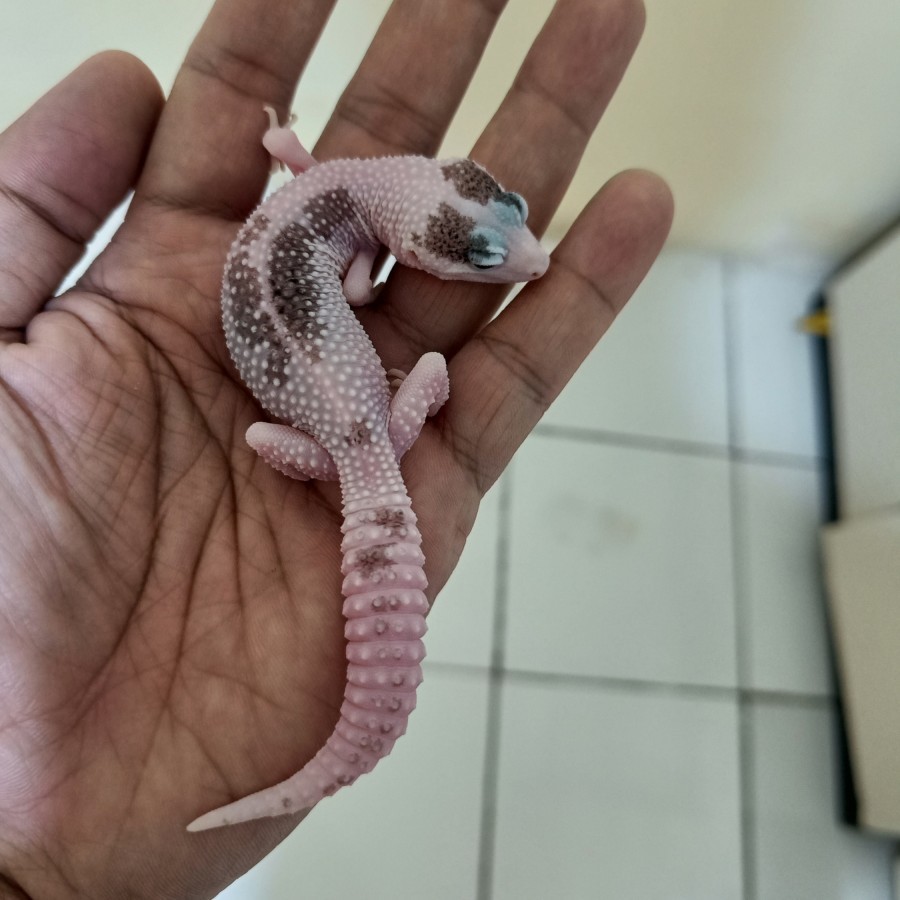 LEOPARD GECKO EXTREME PIED - SUPER PIED - GECKO RARE VIP