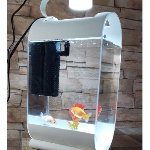 Aquarium Ni Unik Ikan Cupang Ikan Hias Guppy Neon Glow Fish Bergaransi