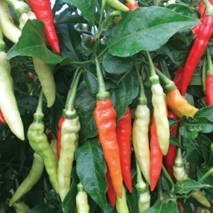 SALE 50 BIJI - BENIH BIBIT CABE SETAN GANTUNG F1 JUMBO UNGGUL