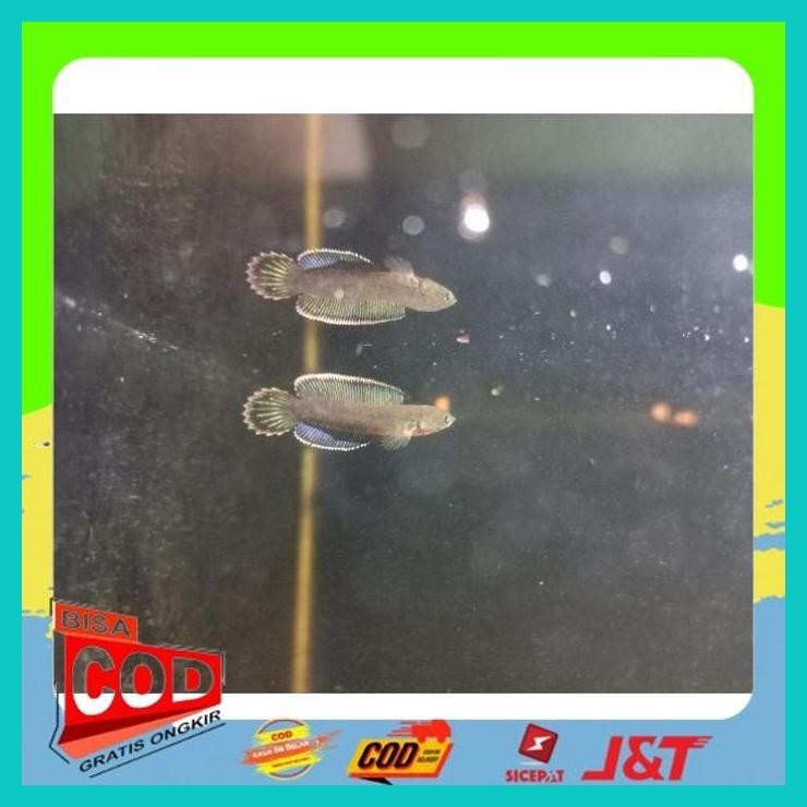 

CHANA ANDRAO HIGH FIN RIM TEBAL ALISUP