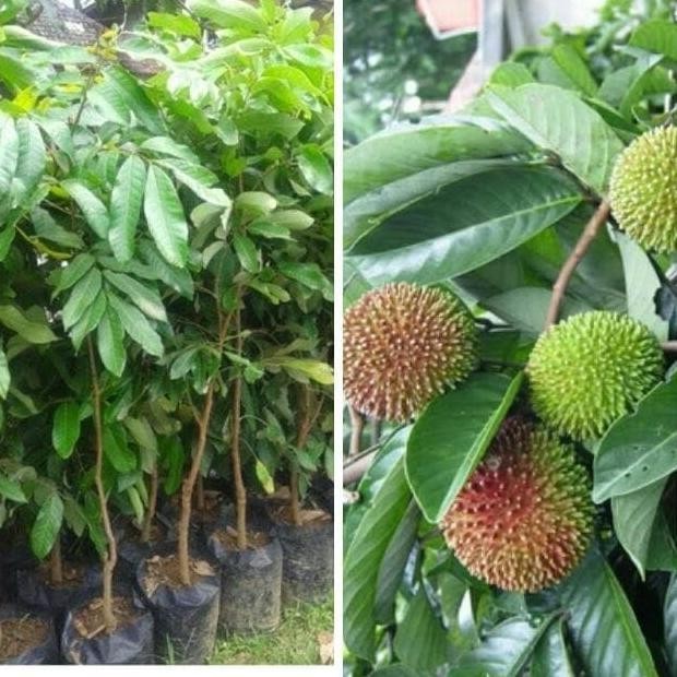 bibit tanaman buah rambutan rapiah pohon rambutan rapiah TOS
