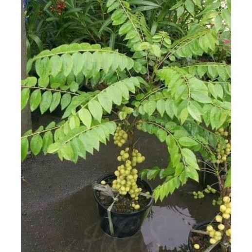Bibit Tanaman Buah Cermai bahan bonsai benih pohon di dalam pot TOS