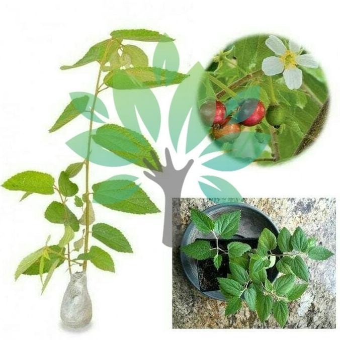 Bibit Tanaman Buah Pohon Cery Kersen-bibit Chery Kersen-Bibit Cerry TOS