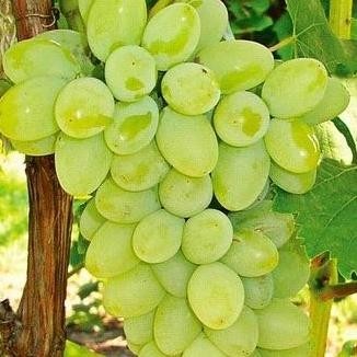 Bibit Benih Biji Buah Anggur Hijau - Biji Tanaman Pohon Buah Anggur TOS