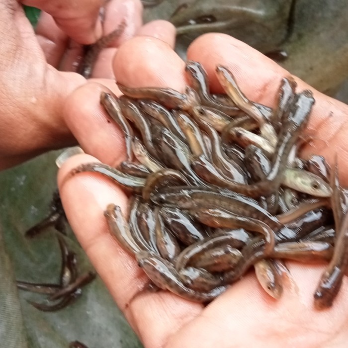 

Gabus ukuran 3-4cm paket 100 ekor