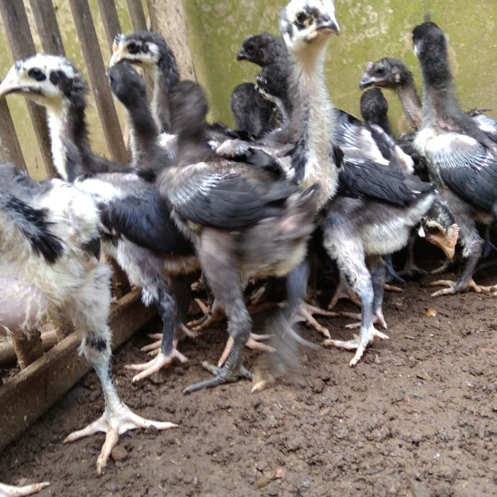 Paket Sepasang Ayam Pelung Usia 1,5Bulann