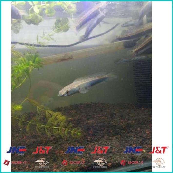 

BISMILLAH BIG SALE CHANNA CHANA MARU YELLOW SENTARUM YS GEN RED EYE / IKAN GABUS HIAS SIZE 11-13 CM ALISUP