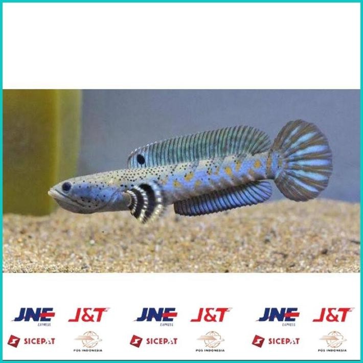 

BISMILLAH HIASAN AQUARIUM IKAN RED BARITO CHANNA BLUE PULCHRA YS 7-9CM (GOJEK) ALISUP