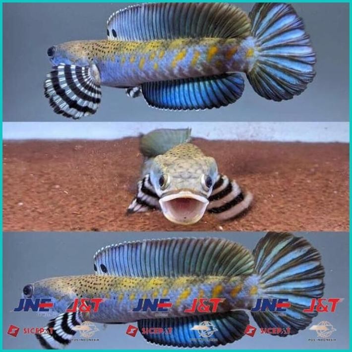 

BISMILLAH HIASAN AQUARIUM IKAN RED BARITO CHANNA BLUE PULCHRA YS 7-9CM (GOJEK) ALISUP