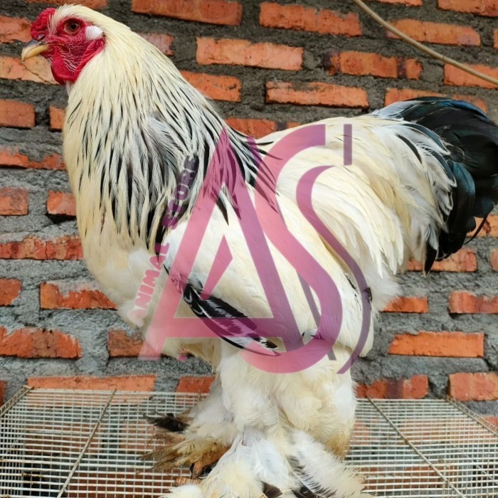 Ready Ayam Brahma Jantan/Betina