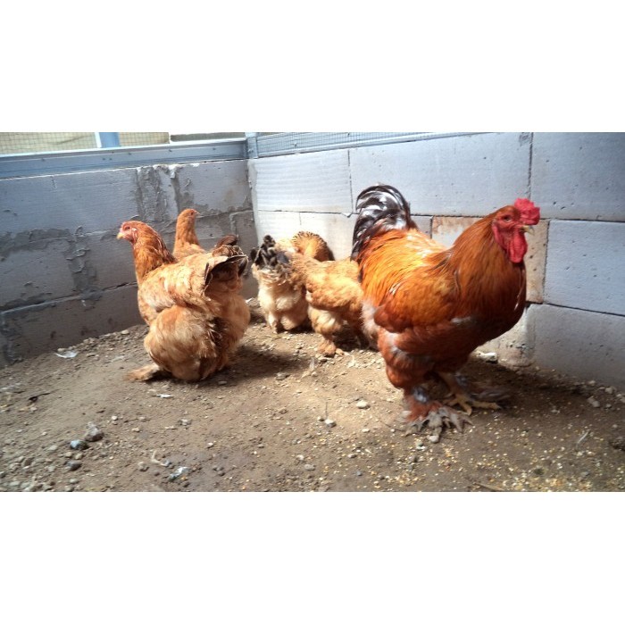 Ready Ayam brahma buff anakan usia 1 bulan real foto dan video indukannya