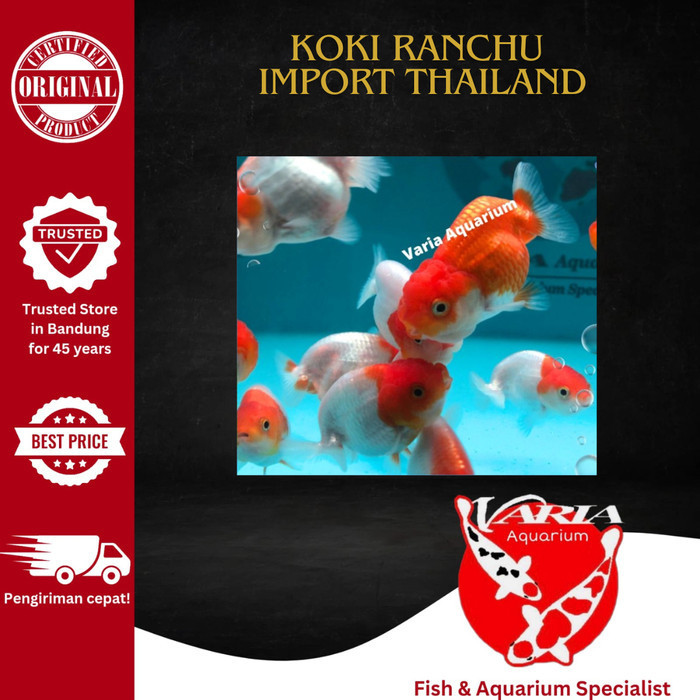 Ready Koki Ranchu Import Thailand - Ikan Hias Mas Koki Import