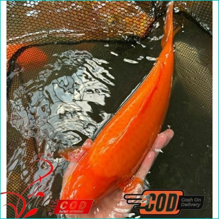 

BISMILLAH KOI BENIGOI PENJINAK BERKUALITAS GRADE A+ UKURAN 20-30CM UP ALISUP