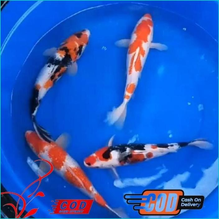 BISMILLAH IKAN KOI DOITSU GRADE A++ KOHAKU, SHOWA SANKE SIZE 20-30CM ALISUP