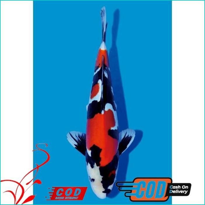 

BISMILLAH KOI SHOWA SIZE 20-25CM ALISUP