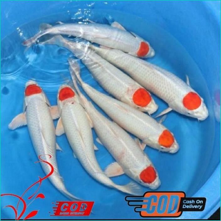 

BISMILLAH KOI TANCHO GRADE A UKURAN 20-22CM ALISUP