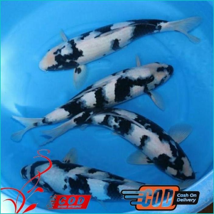 

BISMILLAH KOI SHIRO GRADE A UKURAN 30-35CM ALISUP