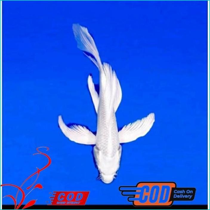 BISMILLAH KOI PLATINUM SLAYER BERKUALITAS GRADE A UKURAN 25-30CM ALISUP