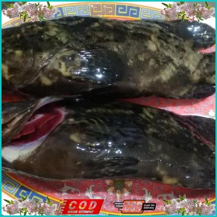 

BISMILLAH IKAN KRAPU MACAN HIDUP ALISUP