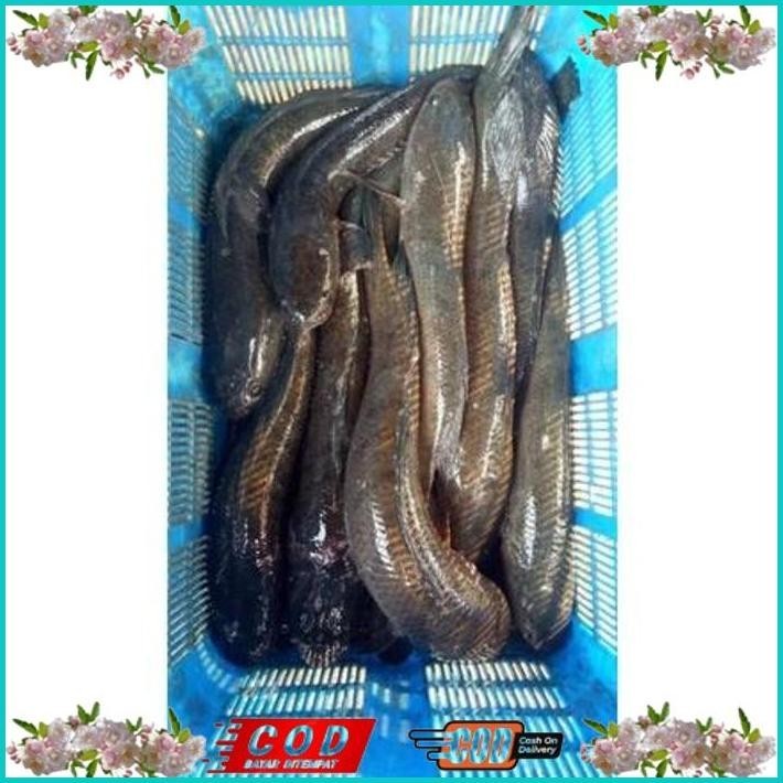 

BISMILLAH IKAN GABUS/KUTUK HIDUP( READY SETIAP HARI ) BISA COD ALISUP