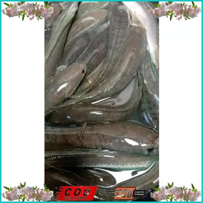 

BISMILLAH IKAN GABUS / IKAN KUTUK HIDUP SEGAR (READY SETIAP HARI) ALISUP