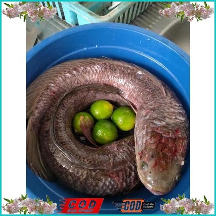 

BISMILLAH IKAN GABUS JUMBO ALISUP