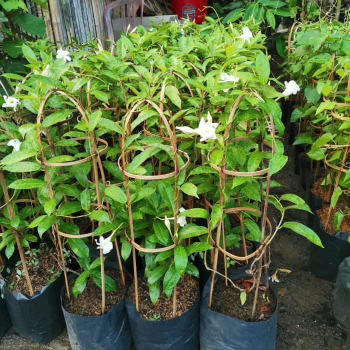 100% NEW TANAMAN ALAMANDA KUNING/ ALAMANDA MERAH/ ALAMANDA PUTIH/ ALAMANDA UNGU HAPPY SHOPING