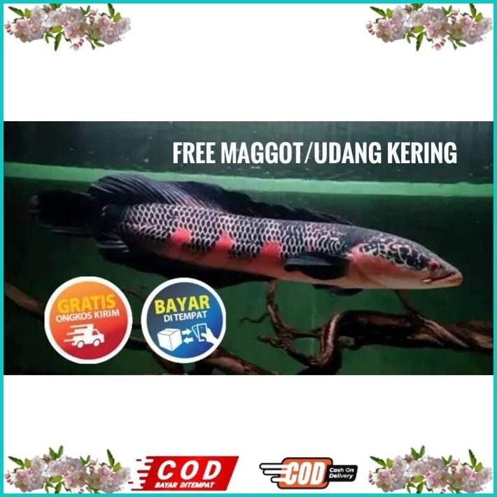

BISMILLAH (SEAFOOD) RED SAMPIT SP LEMPUYANG GRADE A+++ ALISUP