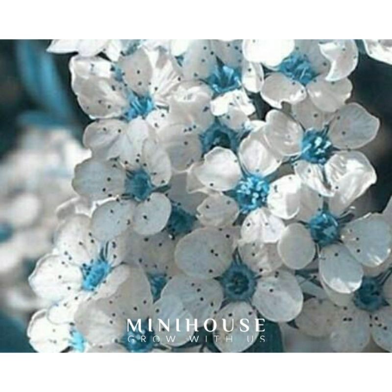 BIBIT BENIH BIJI sakura cherry blossom blue