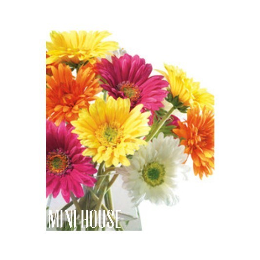 BIJI / BIBIT / BENIH BUNGA MATAHARI MINI IMPORT