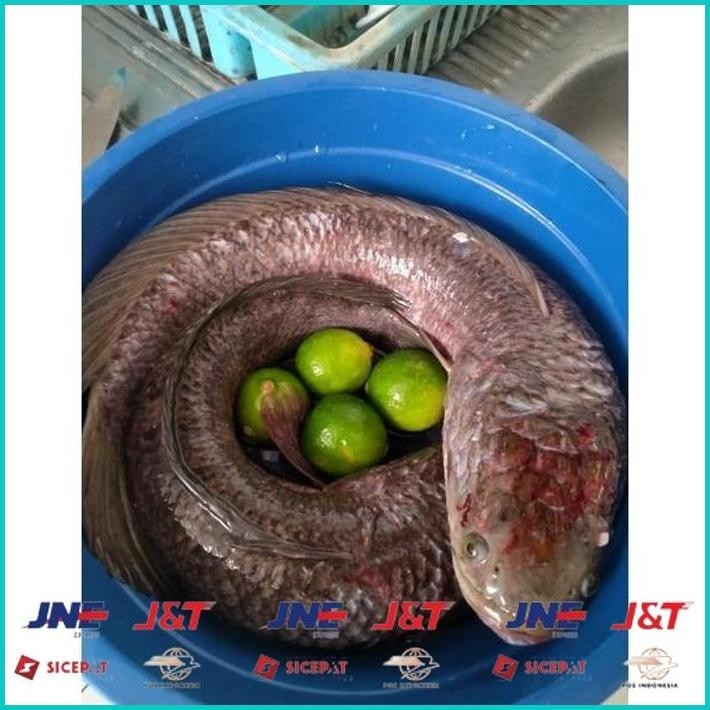 

BISMILLAH IKAN GABUS JUMBO ALISUP