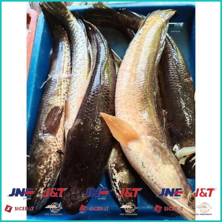 

BISMILLAH IKAN GABUS/KUTUK HIDUP( READY SETIAP HARI ) BISA COD ALISUP