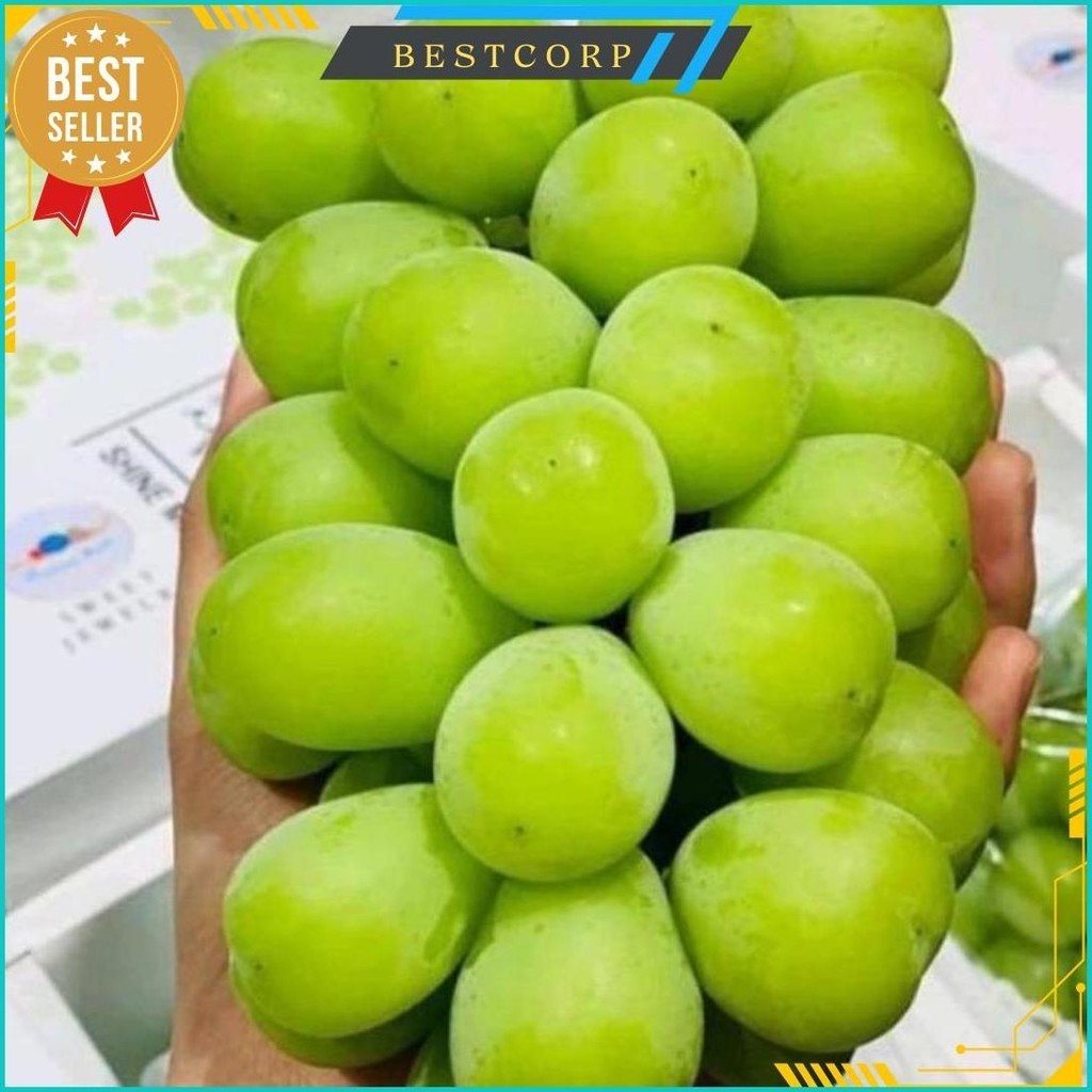 

Teraris Anggur Shine Muscat Curah 500Gr / Juragan Buah Premium Cod