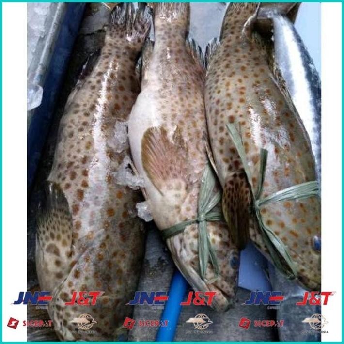 

BISMILLAH IKAN KERAPU SUPER/IKAN KERAPU BESAR SEGAR / IKAN LAUT SEGAR 1 KG ALISUP