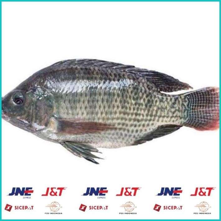 

BISMILLAH IKAN NILA FRESH PER 1KG ALISUP