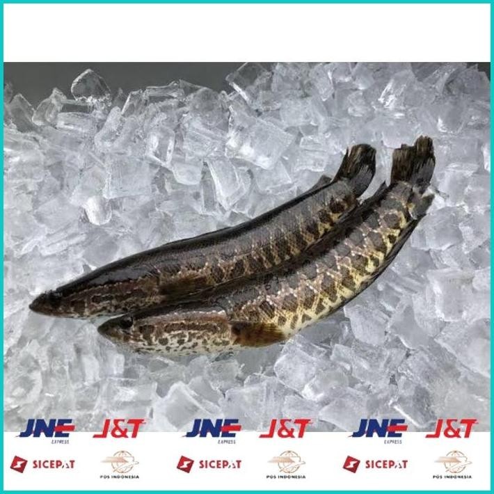 

BISMILLAH EXTRAK IKAN GABUS 1KG | KAPSUL GABUS 1000KAPSUL CURAH ALISUP