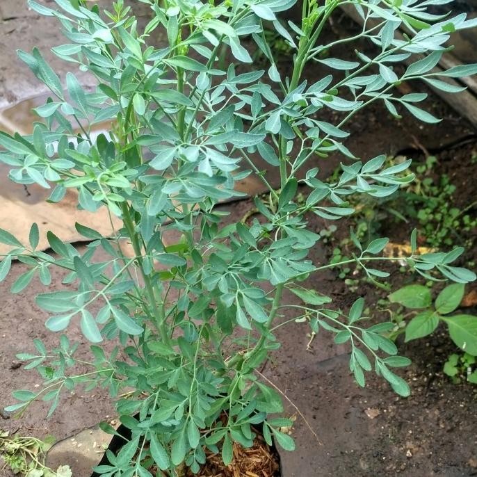 Bibit Inggu Tanaman Inggu Daun Inggu Caocao Ruta Angustifolia L. Pers Aww