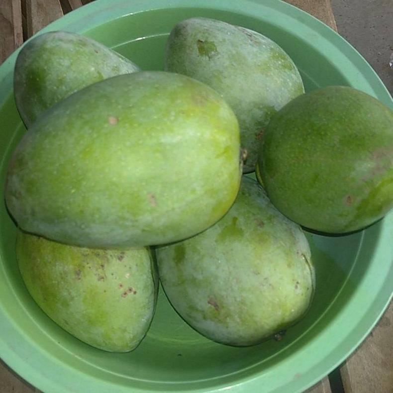 

gh-6 Buah Mangga Pelem Poh Gadung Muda Murah