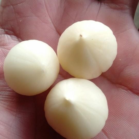 

Bawang Putih Tunggal Kupas 1 Kg