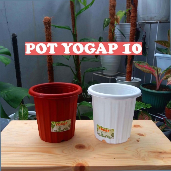 ] Pot Yogap 10 cm 10cm Kaktus Mini Tanaman Hias Bunga Plastik Kecil Unik