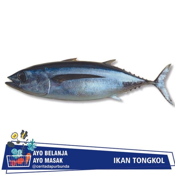 

IKAN TONGKOL SEGAR Per 500 gram