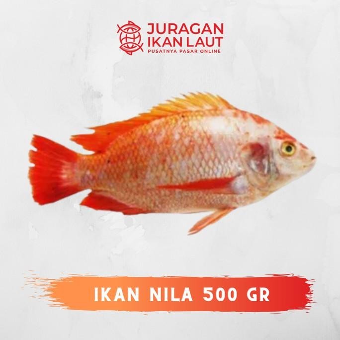

Ikan Nila Merah Segar Fresh Berkualitas - 500 Gram