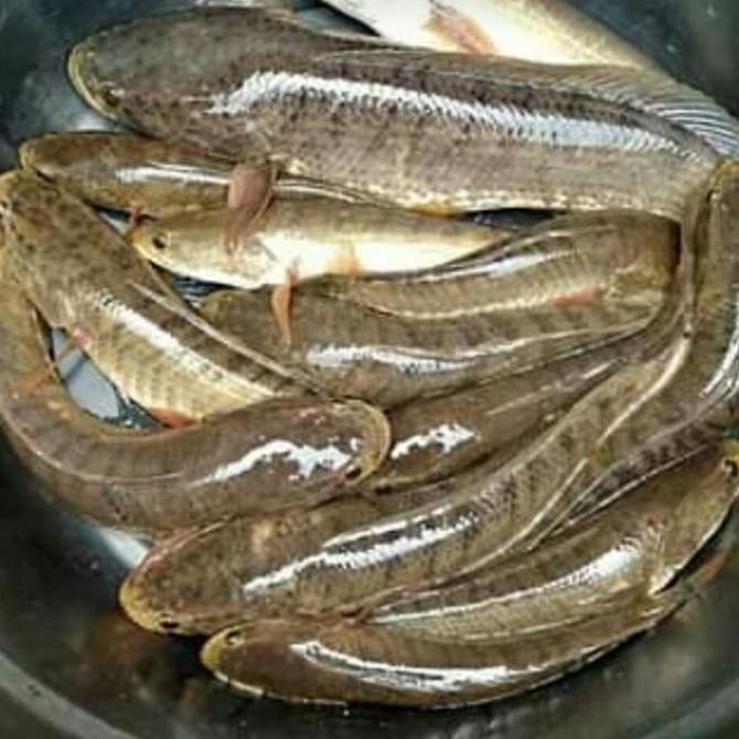 

IKAN GABUS FRESH [500g] | tukang sayur jkt