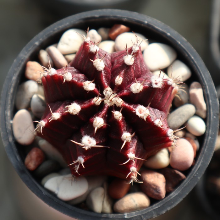 Kaktus 094 Gymnocalycium Super Red Small